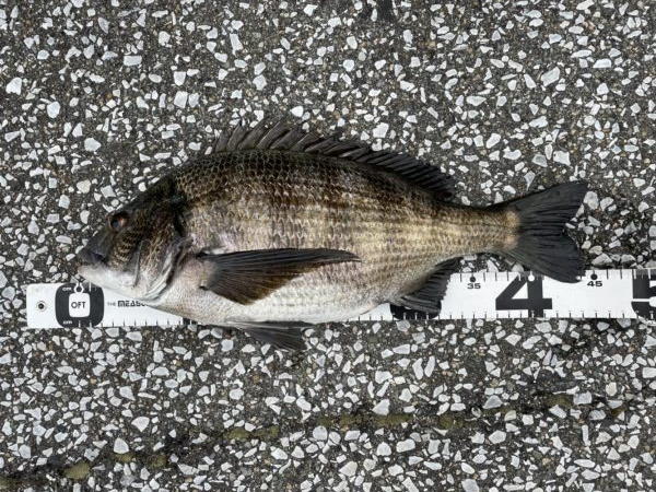 イチノ兄弟、釣果！