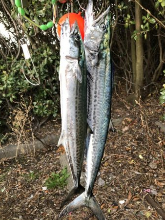 記録更新ならず