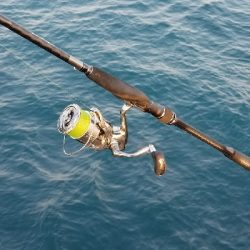 サワラと呼んでいいかな?