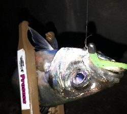 アジングと居残りメバリング