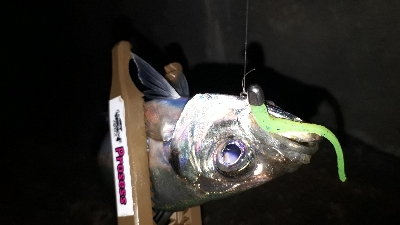 アジングと居残りメバリング