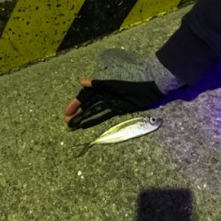 初めてのアジング