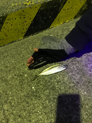 初めてのアジング