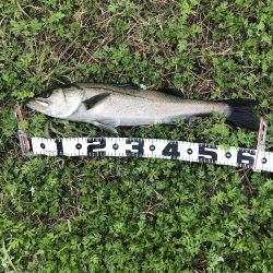 シーバスやっと釣れた。