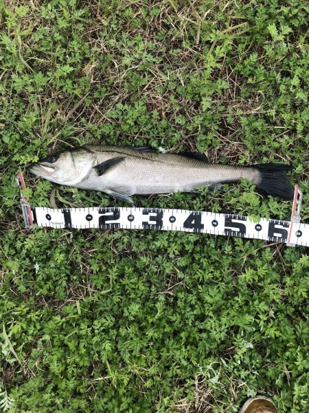 シーバスやっと釣れた。