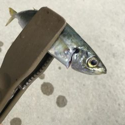 春アジングは楽しい!