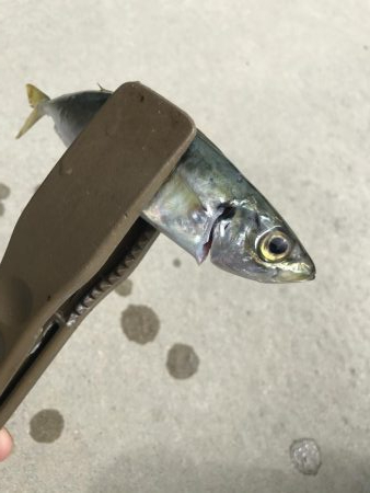 春アジングは楽しい!