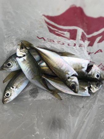 朝マズメアジング