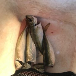 朝マズメのアジング