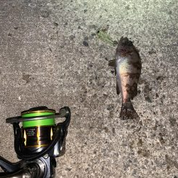 メバルプラッキング11