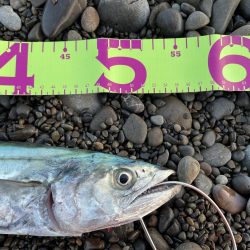 ソニオで初釣果