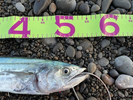 ソニオで初釣果