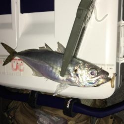 アジさんこんにちは♪