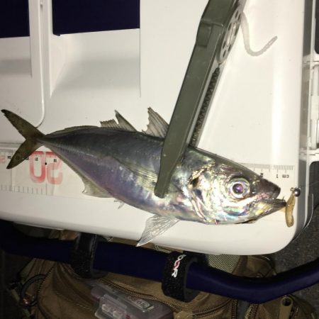 アジさんこんにちは♪