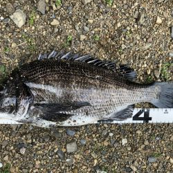 イチノ兄弟、釣果！