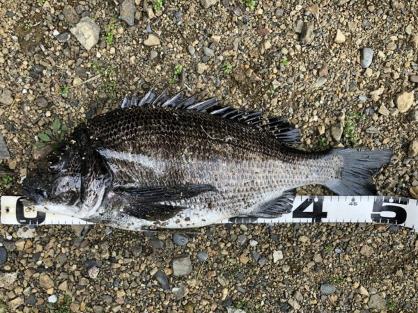 イチノ兄弟、釣果！