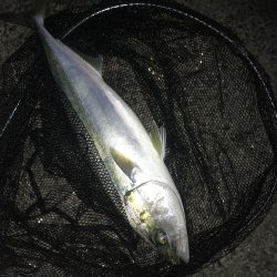 飲ませでメジロ2本GET