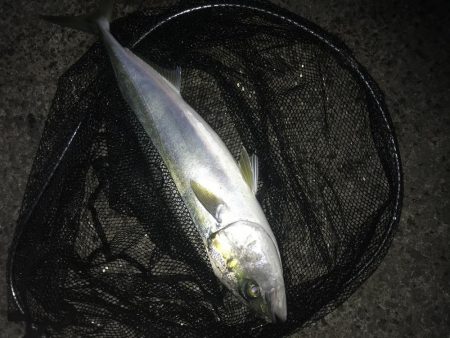 飲ませでメジロ2本GET