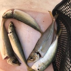 朝マズメのアジング