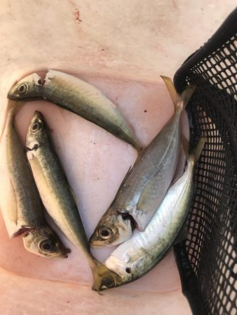 朝マズメのアジング