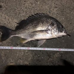 新月の魚はデカい