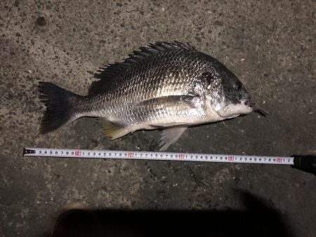 新月の魚はデカい