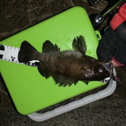 ライズ発生!でも・・・