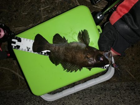 ライズ発生!でも・・・