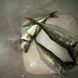 夕マズメのアジング