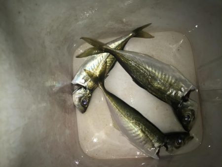 夕マズメのアジング