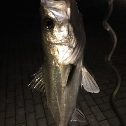 水温が上がってきた。