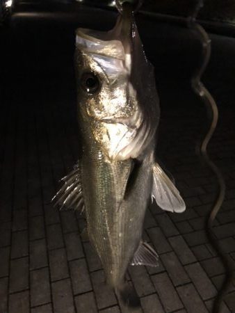 水温が上がってきた。