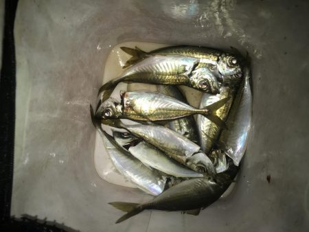 夕マズメにアジング