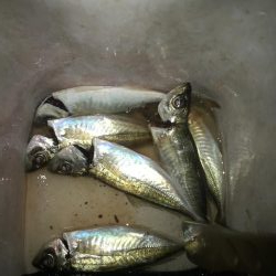 夕マズメのアジング