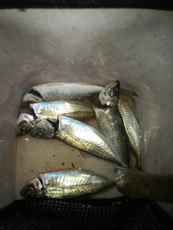 夕マズメのアジング