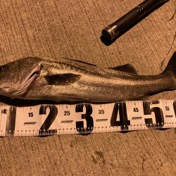 千田でシーバスゲーム