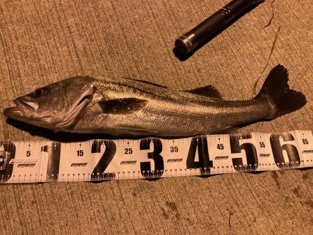 千田でシーバスゲーム