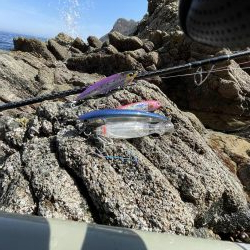 ヒラマサ狙いのはずが