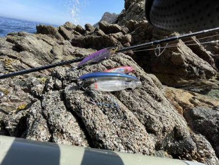 ヒラマサ狙いのはずが