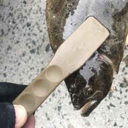 アジング楽しい!