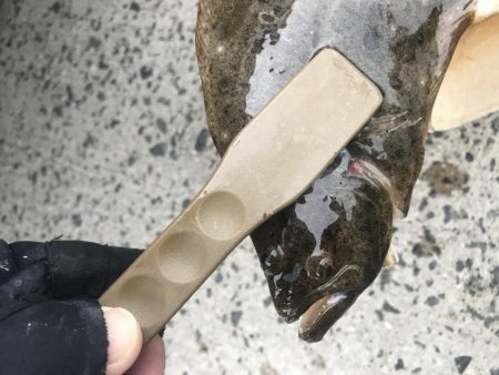 アジング楽しい!