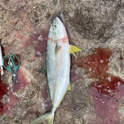 春政狙いで沖磯へ