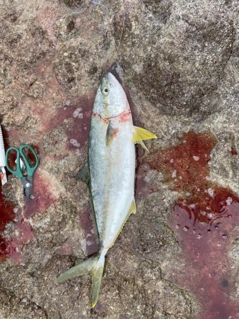 春政狙いで沖磯へ