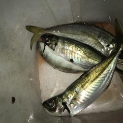 夕マズメにアジング！