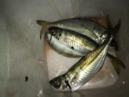 夕マズメにアジング！