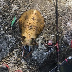 同長30㎝1.2キロ