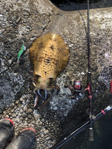 同長30㎝1.2キロ