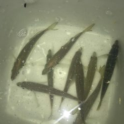 夕マズメのアジング