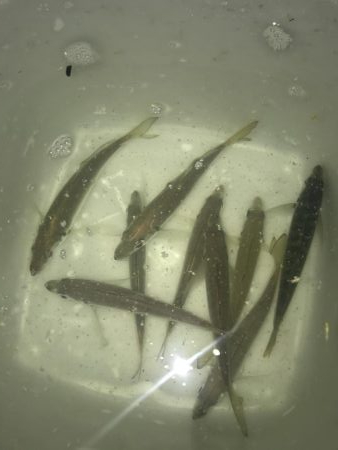 夕マズメのアジング