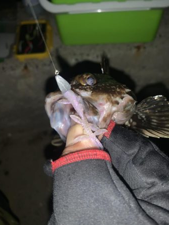 久しぶりの連続釣行